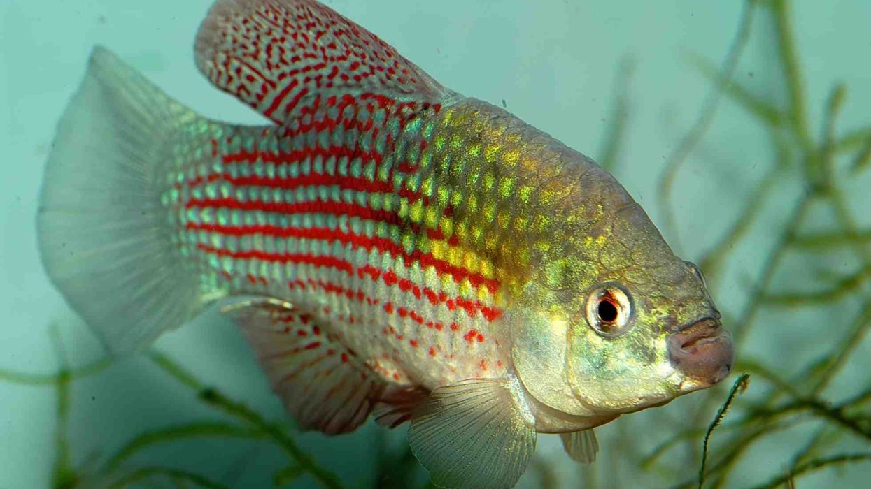 Flagfish facts are interesting.