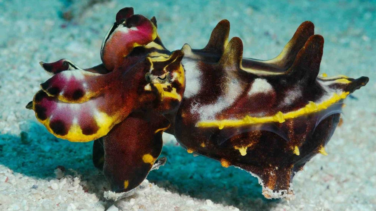 Flamboyant cuttlefish facts about the flamboyant cuttlefish genome and other aspects