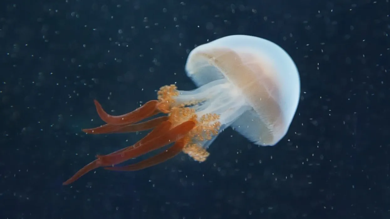 Flame jellyfish facts to make you wonder about how marvelous nature is