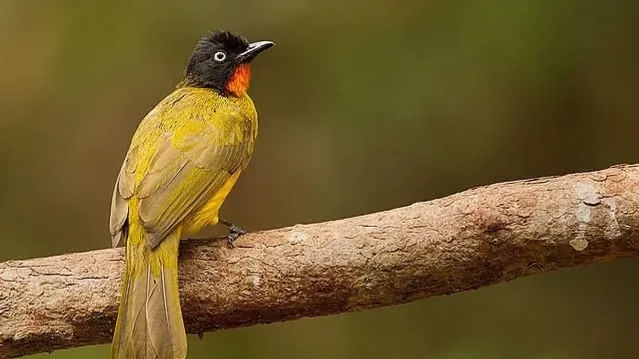 Flame-throated bulbul facts talk about their population status and conservation status.