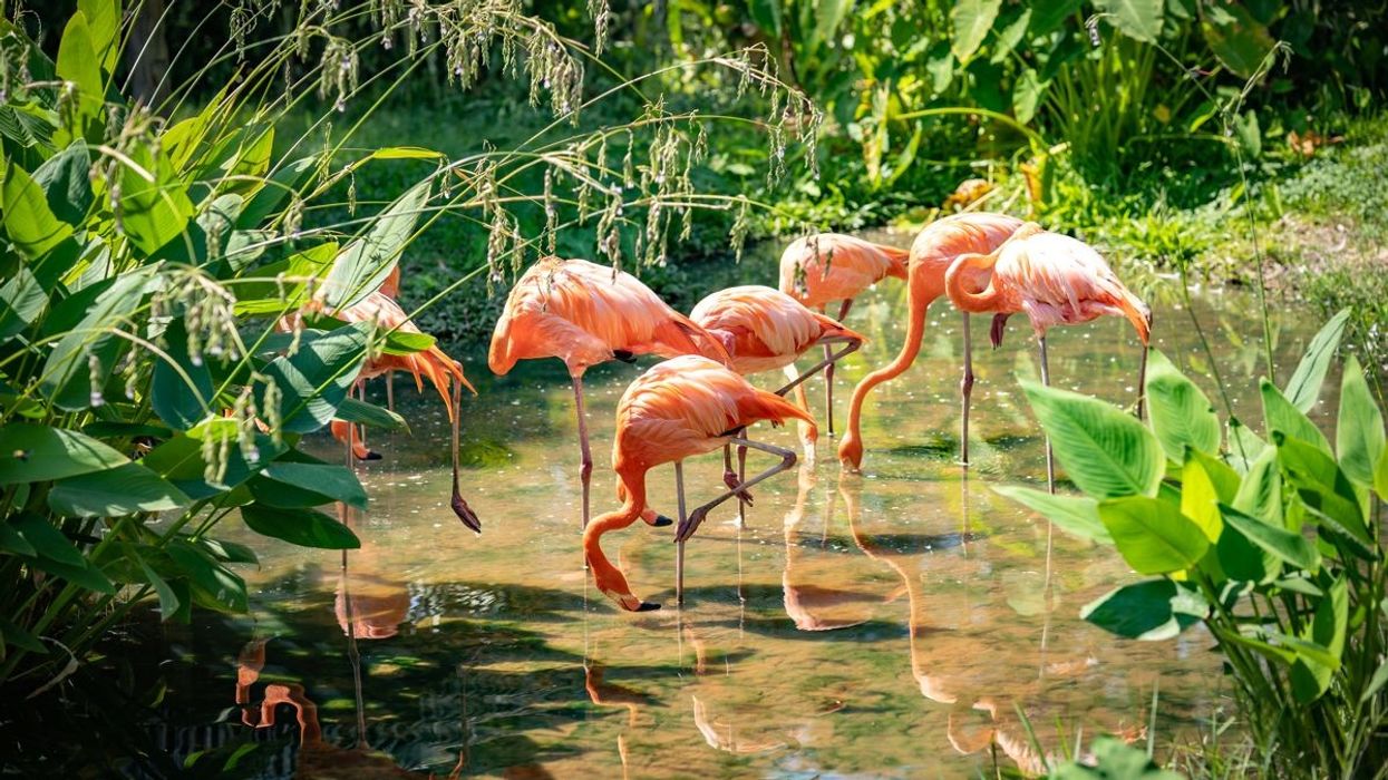 Flamingos standing on one leg in a lake. 