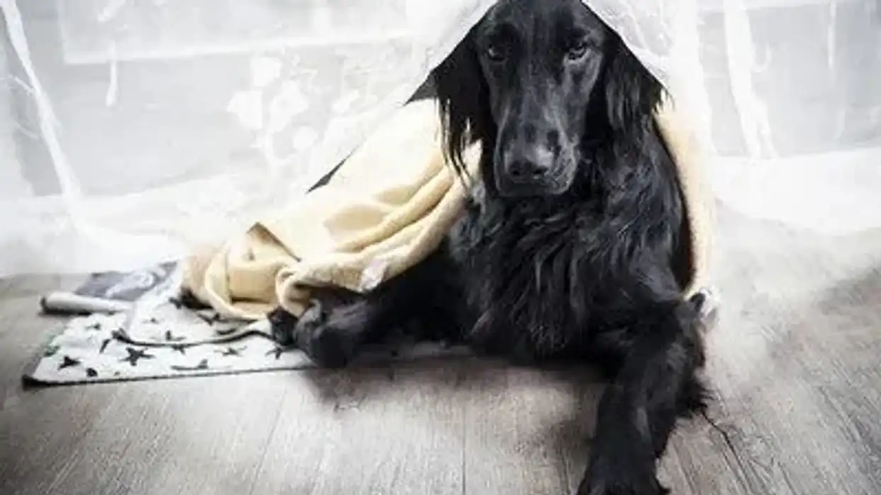 Flat-Coated retriever facts about the dog breed are very interesting.