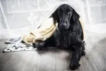 Flat-Coated retriever facts about the dog breed are very interesting.