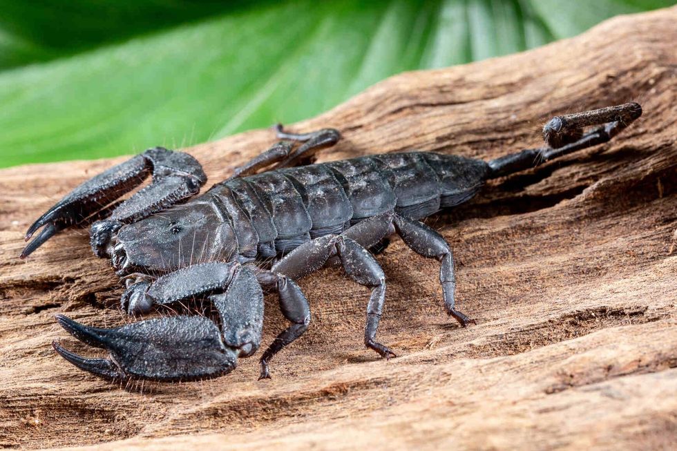 Flat Rock Scorpion, Hadogenes troglodytes, on a piece of tree bark