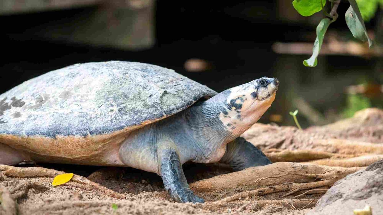 Flatback Sea Turtle Fact File