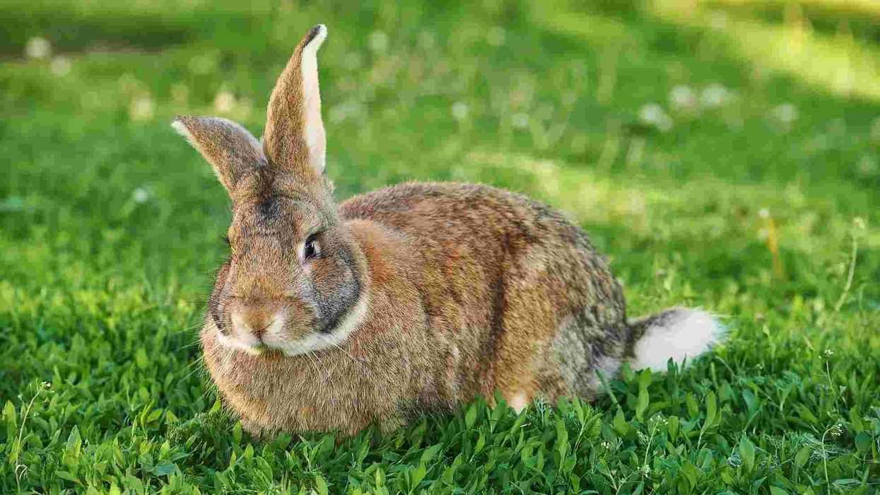 Flemish Giant rabbit facts for kids are interesting.