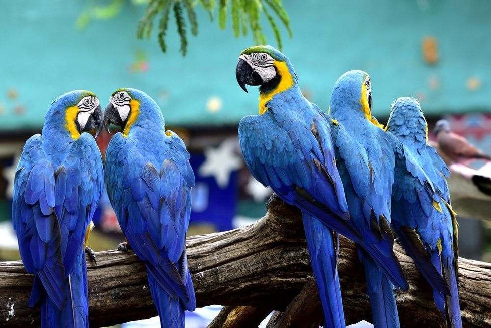 Flock of Blue and gold macaw birds together