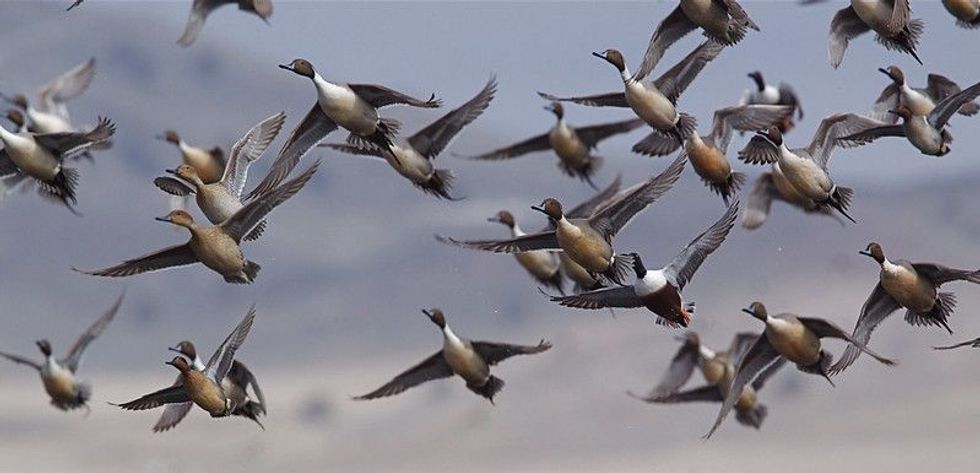 Flock of Northern Pintail Ducks migrating