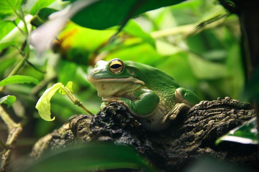 Florida frogs are known for the toxin that helps them catch their prey.