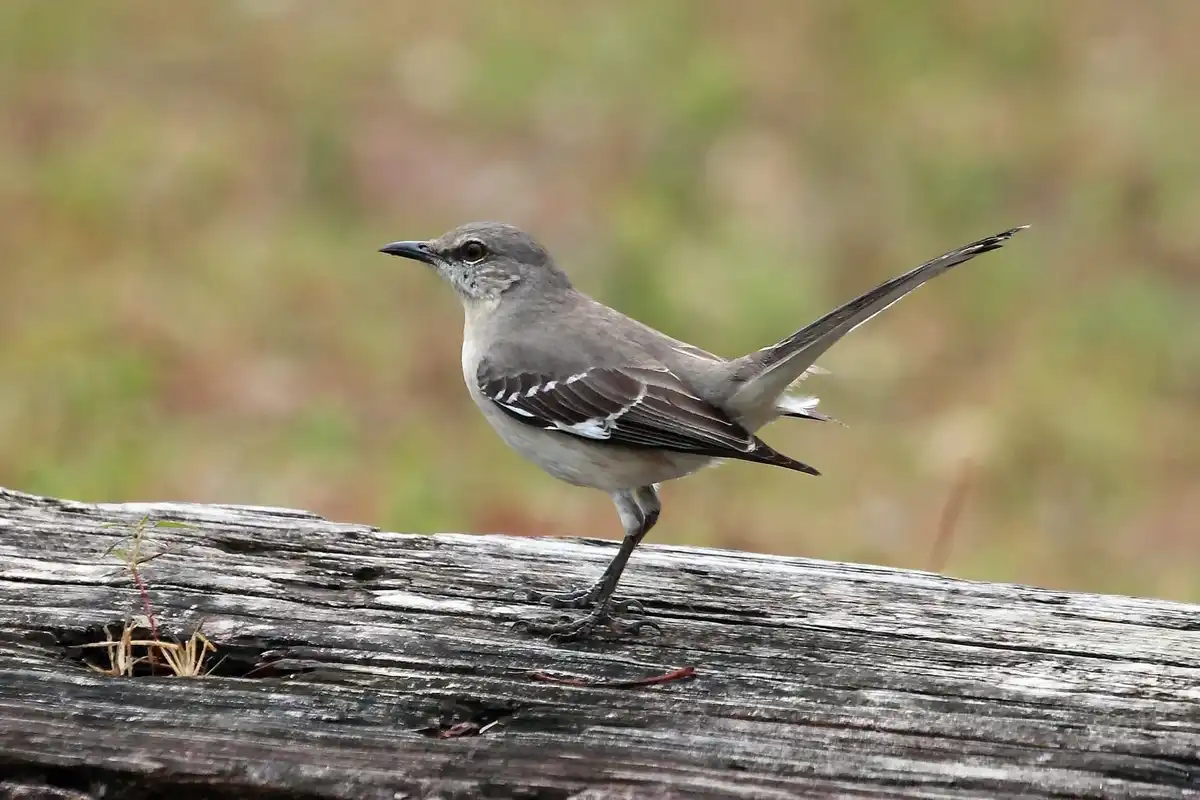 Florida grasshopper sparrow facts are fascinating to read for everyone.