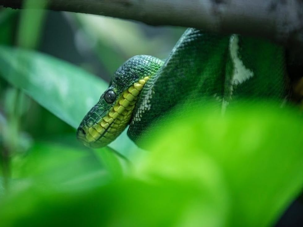 Fun Florida Green Snake Facts For Kids 