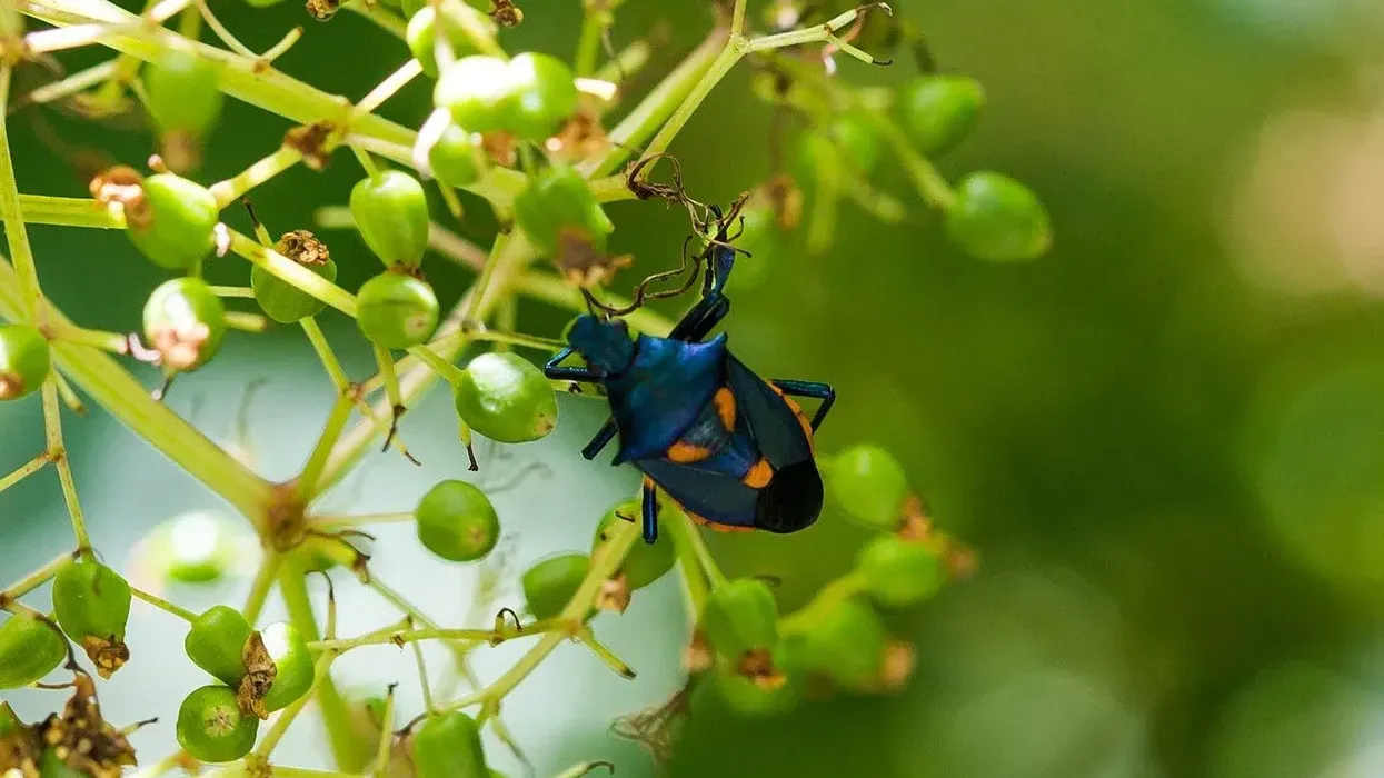 Florida predatory stink bug is also referred to as Euthyrhynchus floridanus.