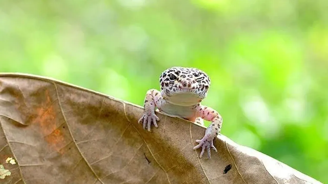 Florida reef gecko facts talk about their head stripes.