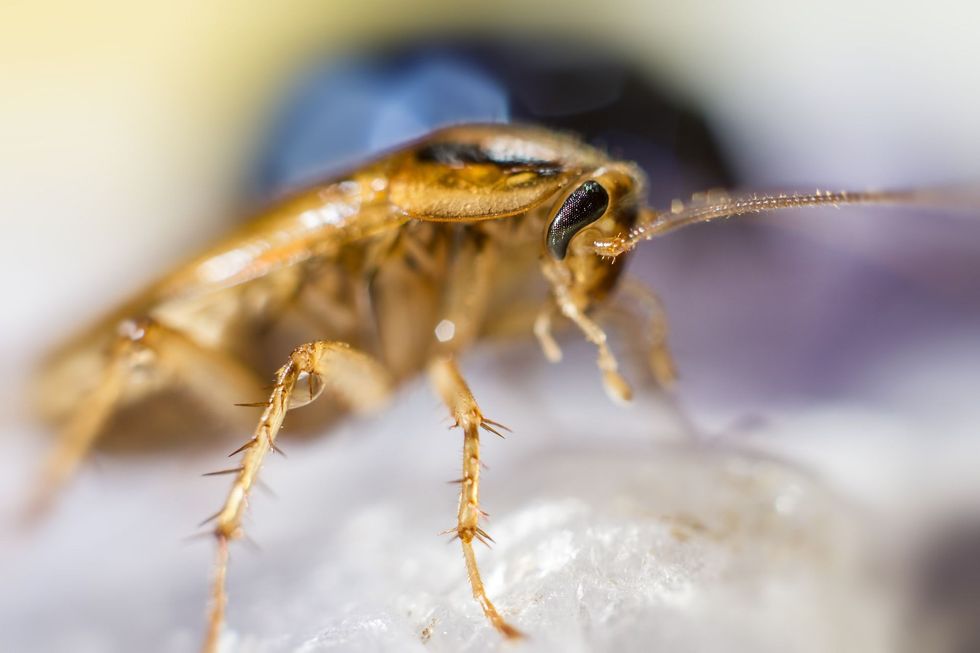 Florida roaches can either be German roaches, American roaches, or Australian cockroaches