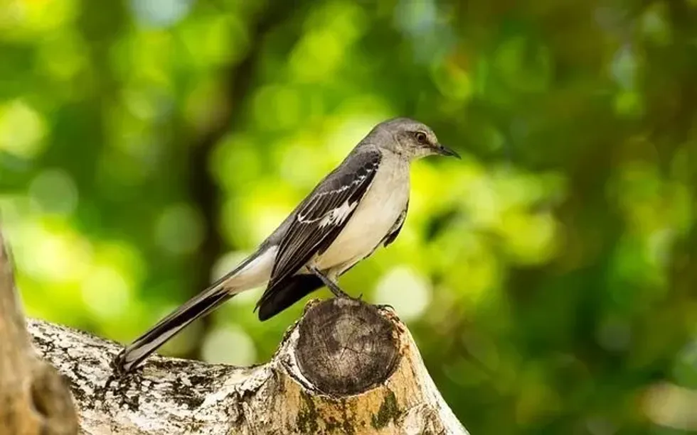 Florida State bird facts will tell you that Mockingbird is the official bird of the state.