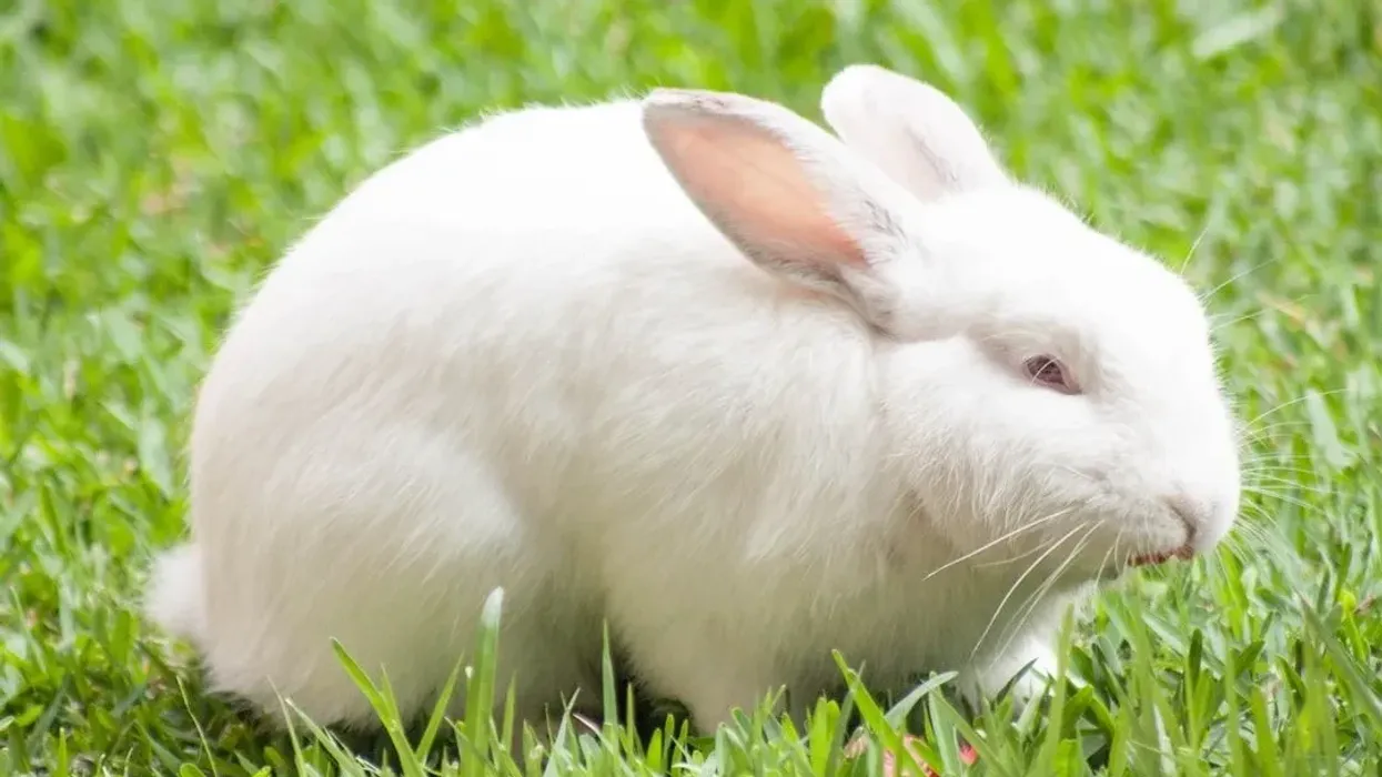 Florida white rabbit facts for kids are amusing!
