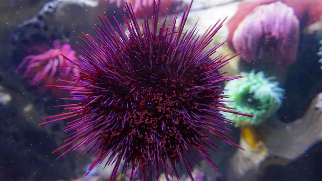 Flower urchin facts about the sea urchin flower