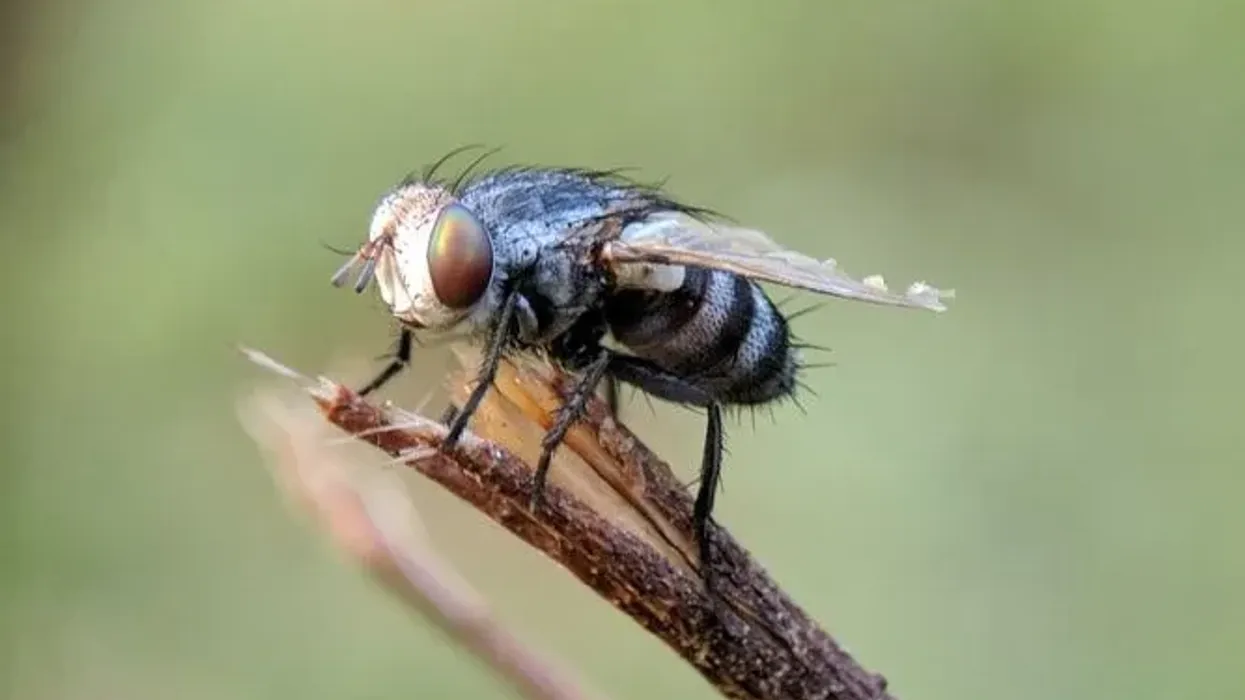 Fly animal facts are fascinating to learn about