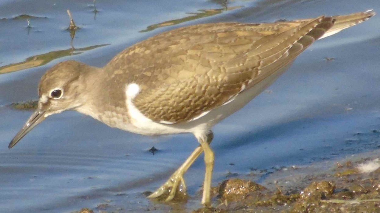 Fly into the world of exciting common sandpiper facts!