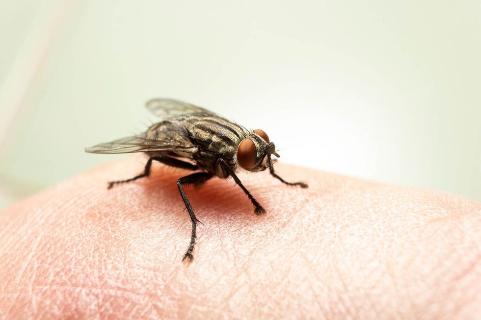 Fly on human skin.