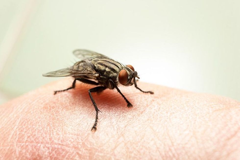 Fly on human skin.