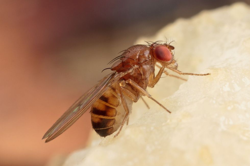 Fly resting on food.