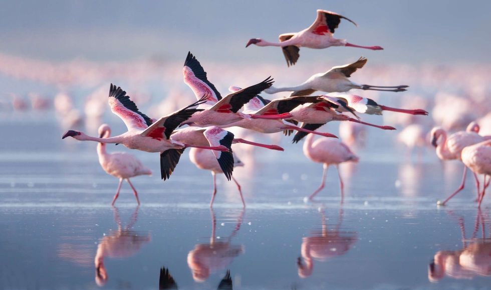 Flying flamingos in lake.