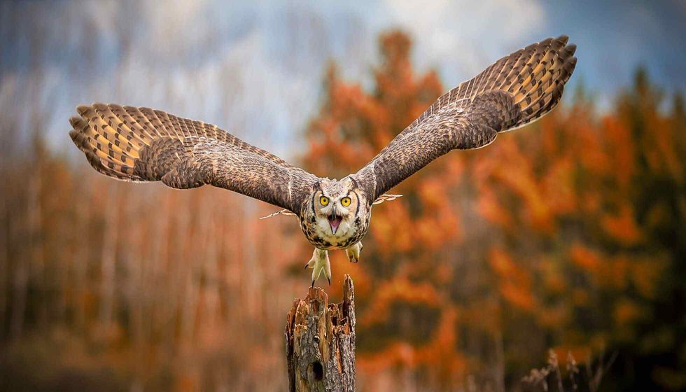 Flying Grey Horned Owl.
