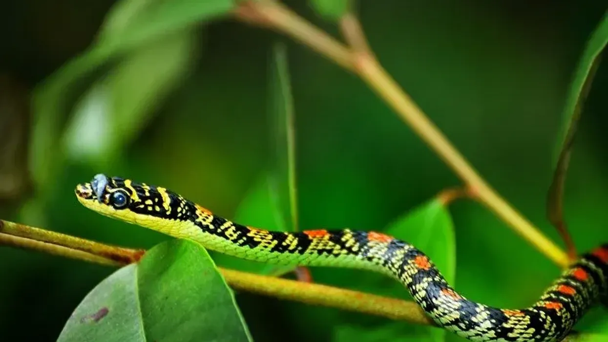Flying snake facts for kids about the paradise tree snake species.
