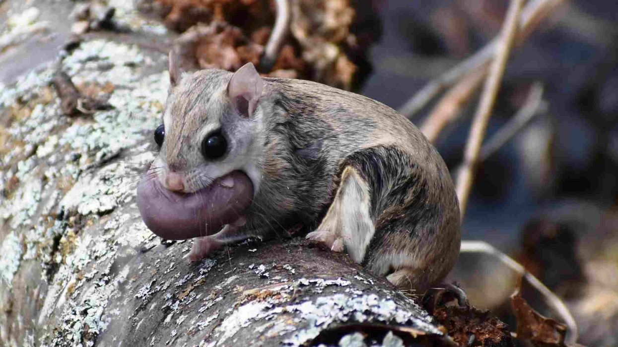 Flying squirrel are of many types some being Northern, Southern, Eastern, Indonesian, Japanese, Chinese, etc.