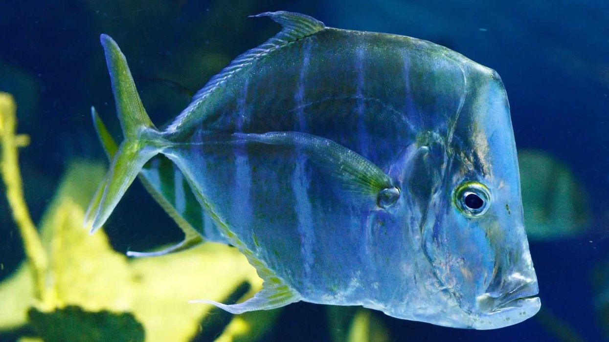 For more interesting lookdown fish facts check out kidadl