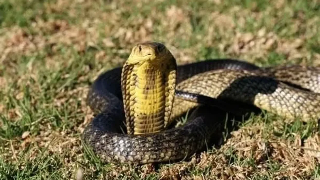 Forest cobra facts about the venomous snakes' species from Central and West Africa.