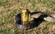 Forest cobra facts about the venomous snakes' species from Central and West Africa.