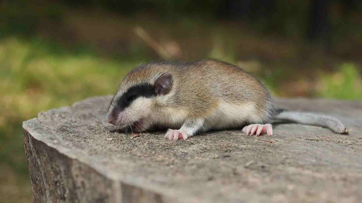 Forest dormouse facts are unbelievable and interesting.