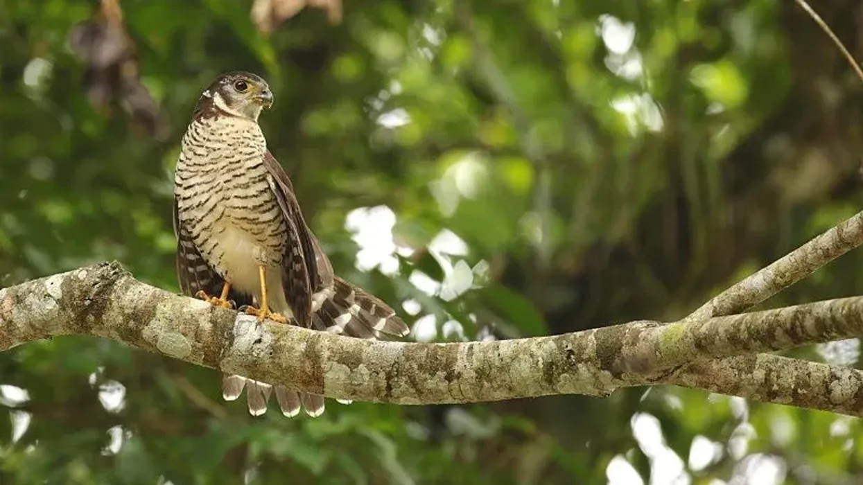 Forest falcon facts about the bird species found in a dense forest canopy.