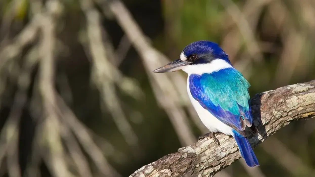 Forest kingfisher facts are as mind-blowing as forest kingfisher images.