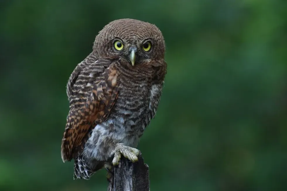 Forest owlet facts about the bird species that prefers teak forests.