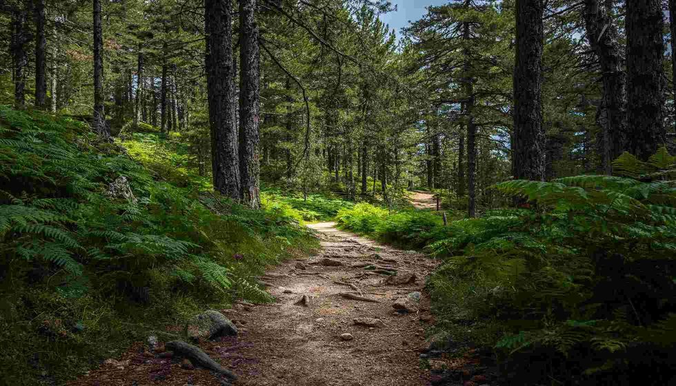 Forest path full of ferns.