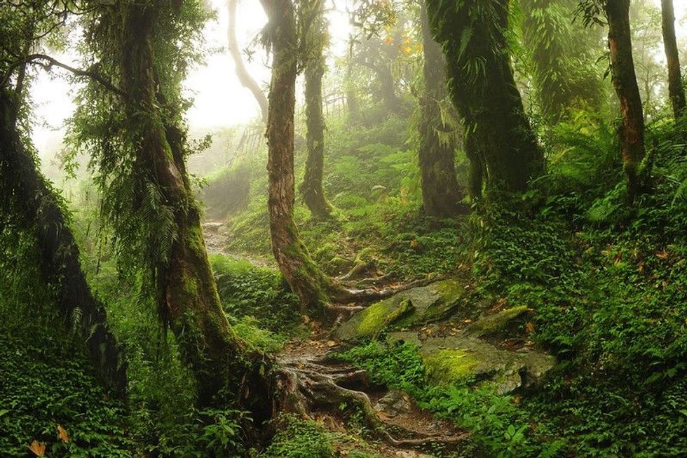 forests / woodland