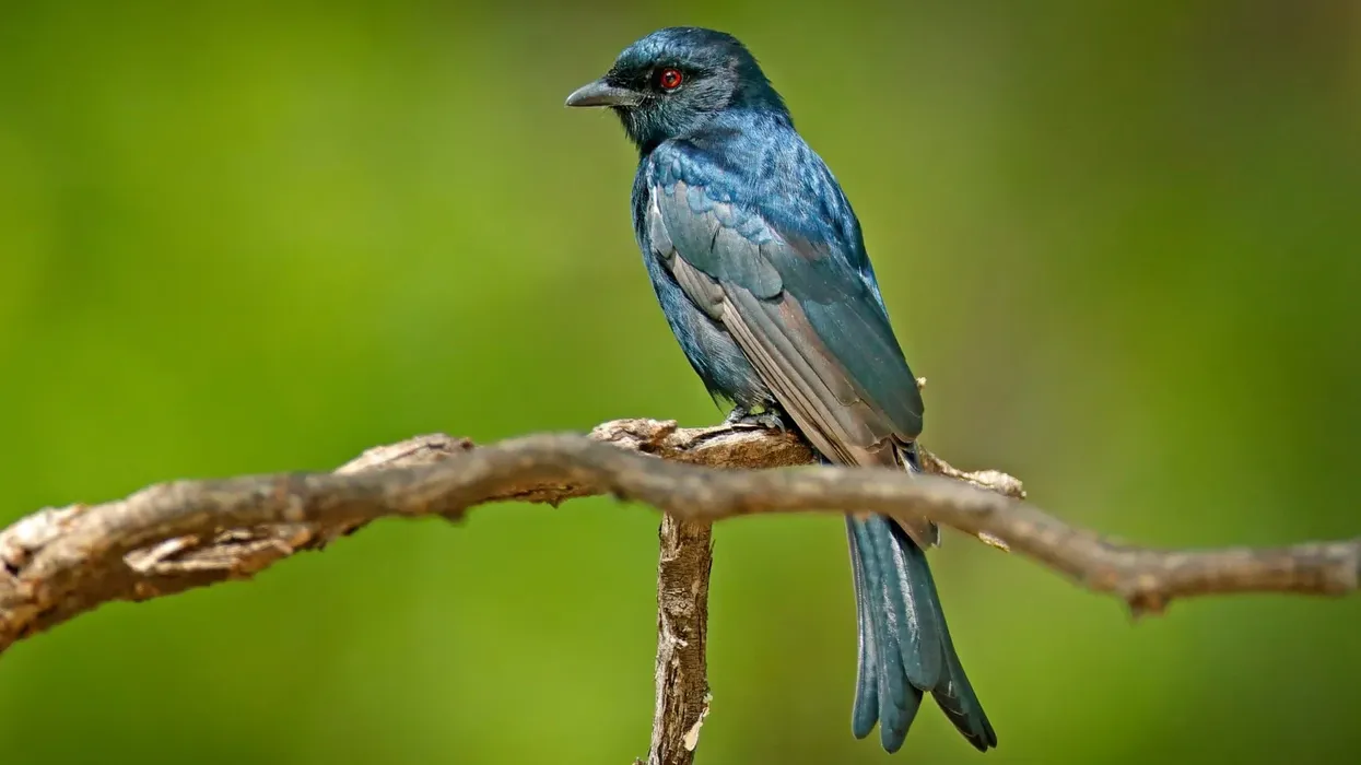 Fork-tailed drongo facts are extremely interesting and unique to read.