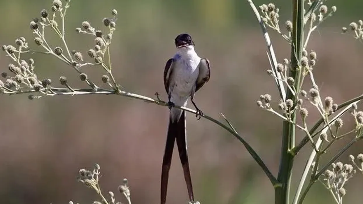 Fork-tailed flycatcher facts are about this bird species that leaves North America in winter
