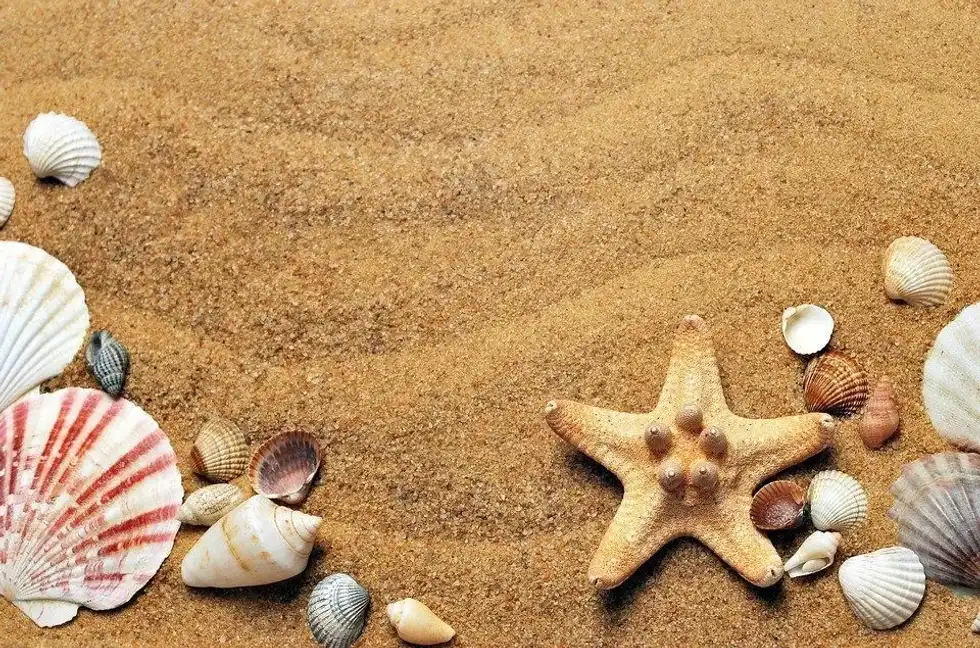 Fort Myers is one of the best locations to enjoy National Seashell Day.