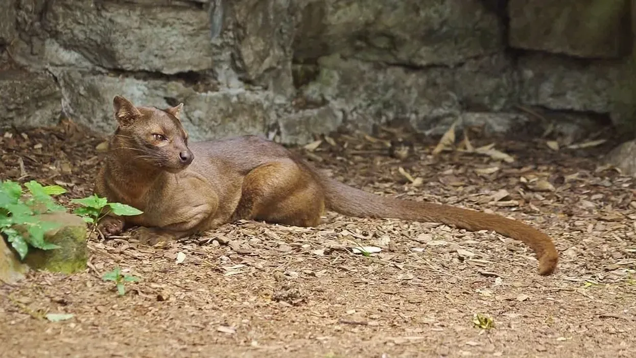Fossa facts are interesting to learn.