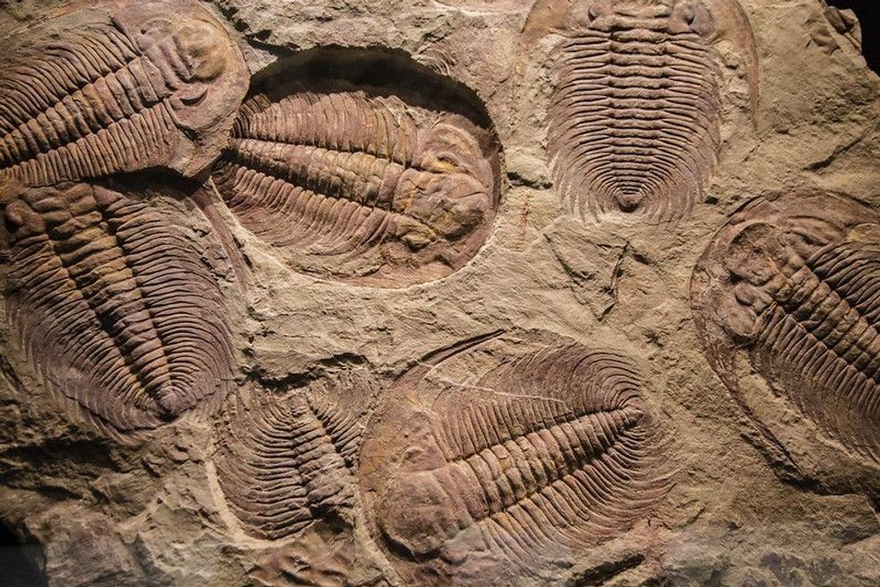 Fossil trilobite imprint in the sediment