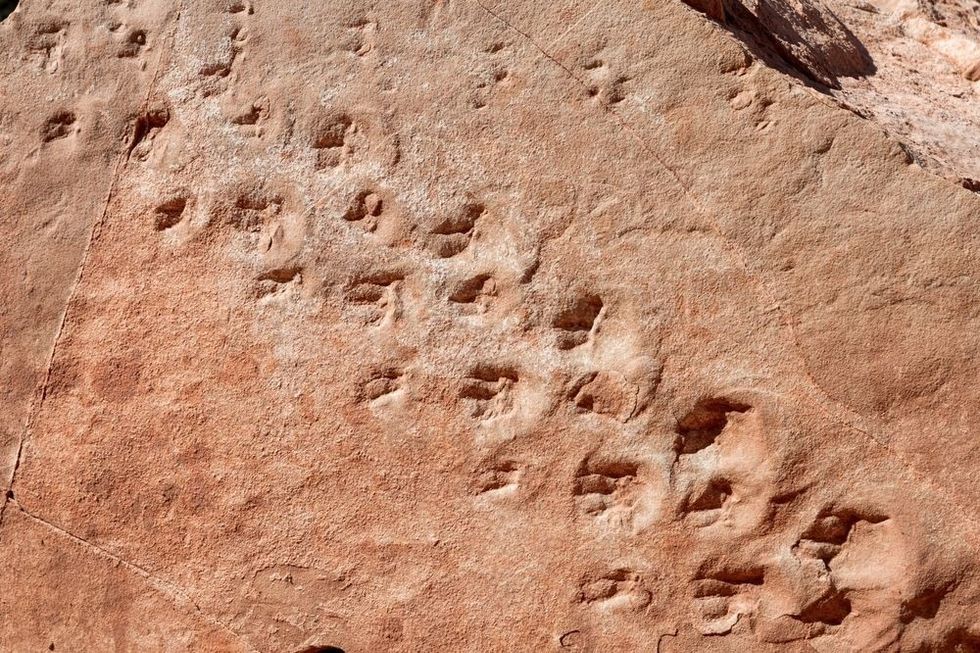 Fossilized footprints in a stone in Grand Canyon national park