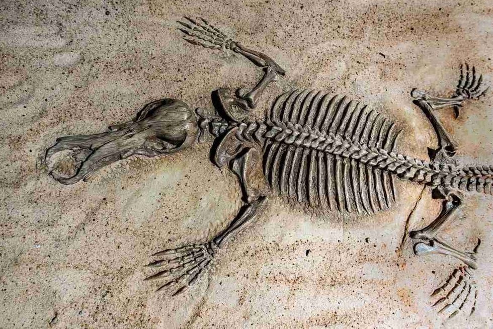 Fossils are usually found in sedimentary rock