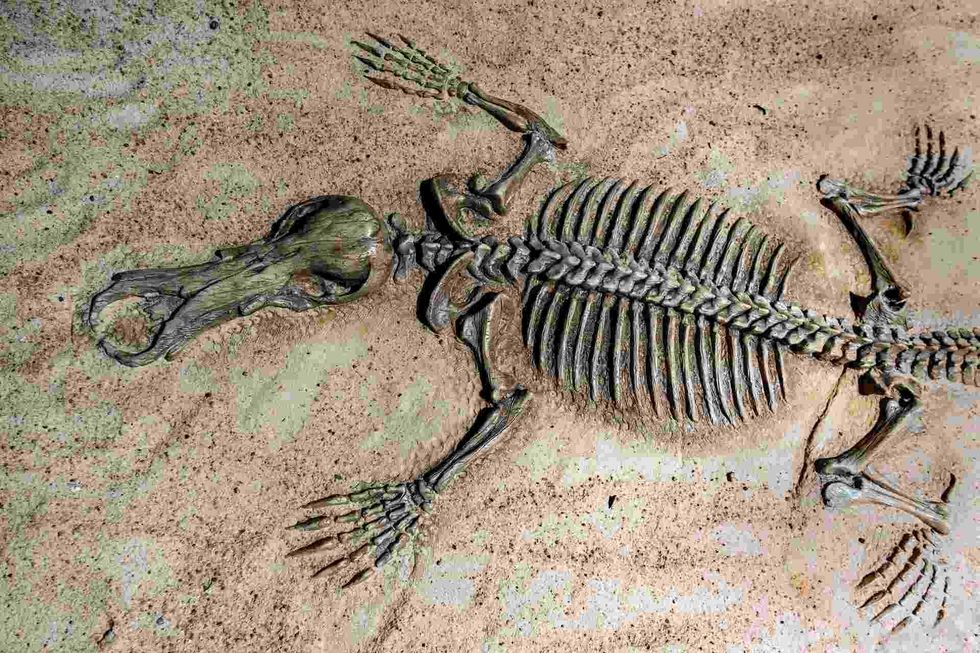 Fossils help us to learn about prehistoric era.