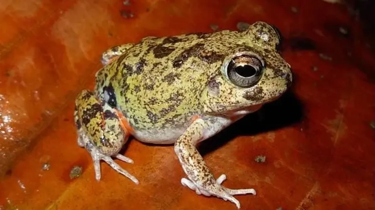 Four-Eyed Frog Fact File
