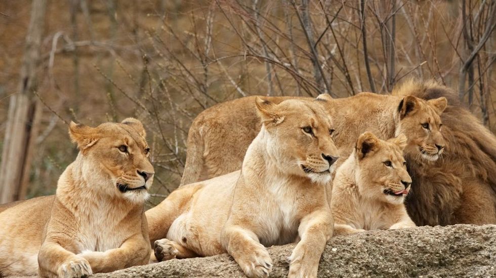 Four Lions in the zoological garden of Basel