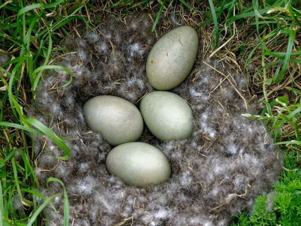 Four robin eggs in a nest